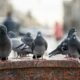 éradication des pigeons